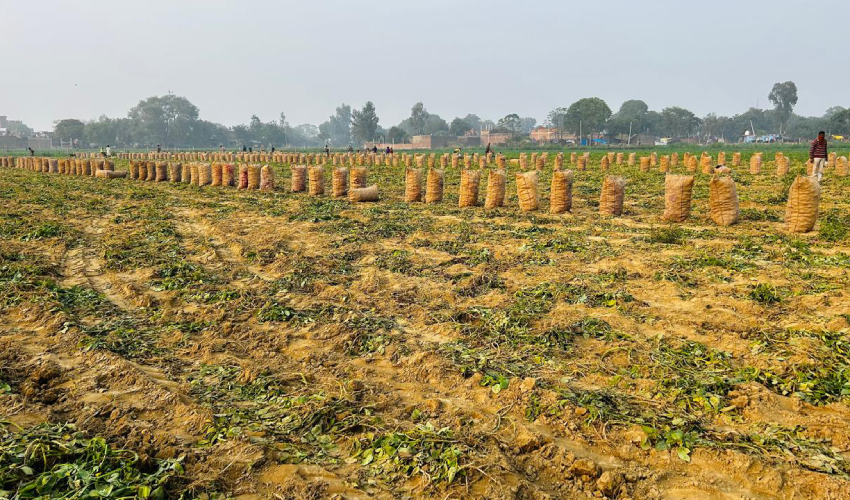 Potato Harvesting